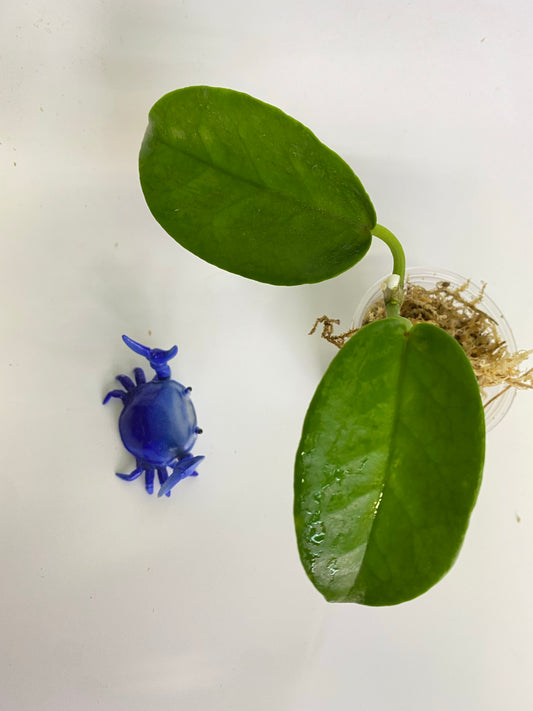 Hoya onychoides - unrooted
