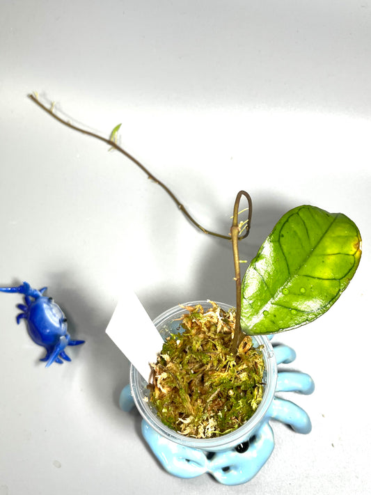 Hoya gunung gading - starting to root