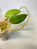Hoya Hanhiae pink - rooted