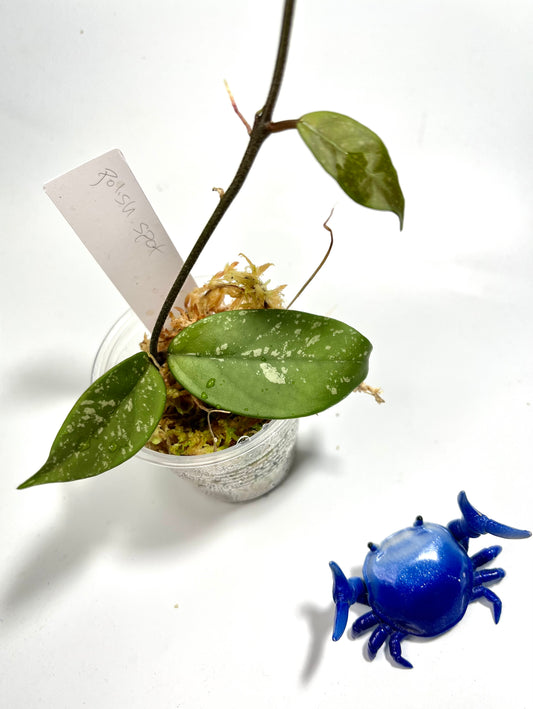 Hoya polish spot - Unrooted