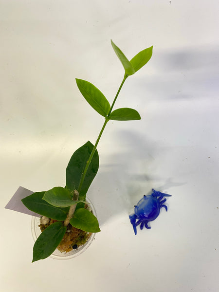 Hoya densifolia - active growth