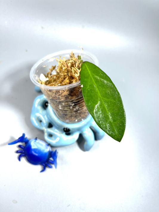 Hoya linh - Unrooted