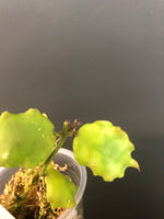 Hoya endauensis - with active growth