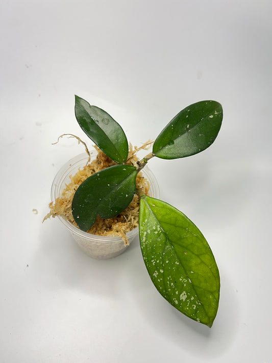 Hoya carnosa stardust - Unrooted