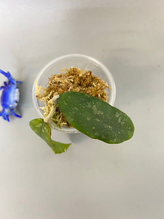 Hoya finlaysonii splash - unrooted