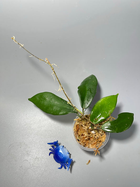 Hoya patella - has roots