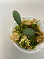 Hoya carmelae - active growth