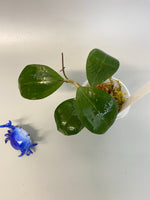 Hoya paulshirleyi - 2 active growth points