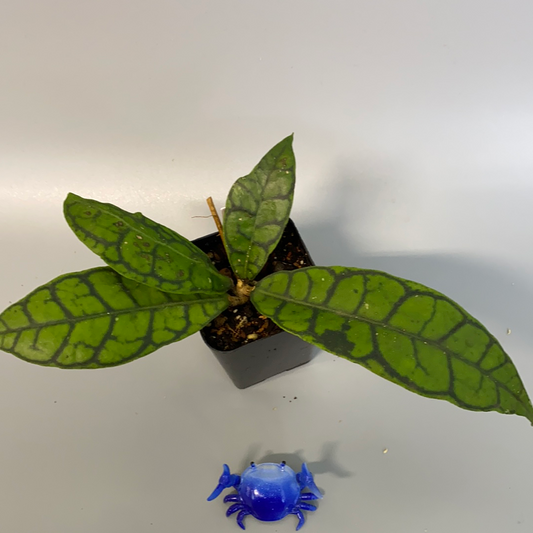 Reserved for Dionne - Hoya callistophylla - rooted