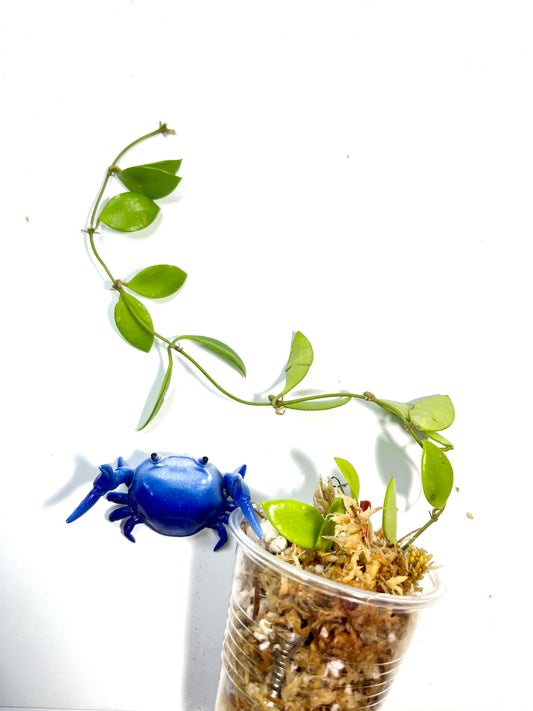 Hoya picta  - unrooted