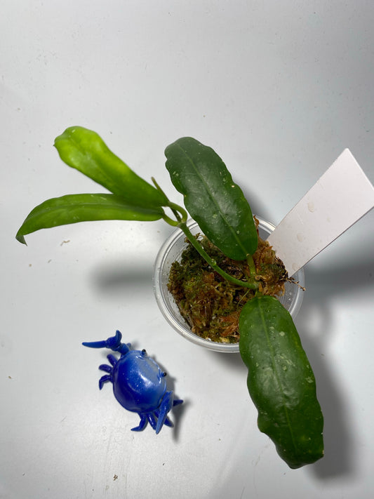 Hoya sabah - GPS - 7950 - active growth