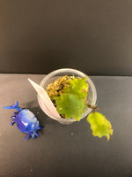 Hoya endauensis - with active growth