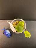 Hoya endauensis - with active growth