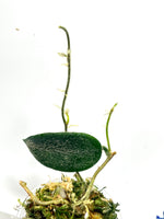 Hoya thomsonii - active growth