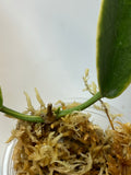 Hoya Archboldiana albomarginata - starting to root