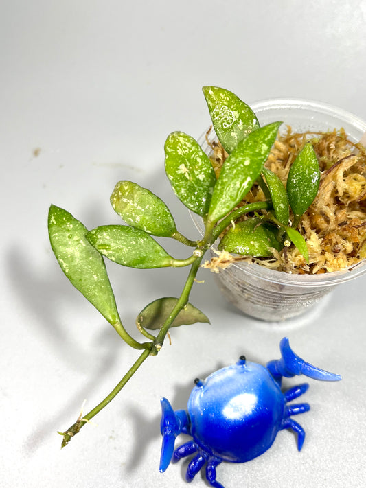 Hoya lacunosa perangin durian - unrooted