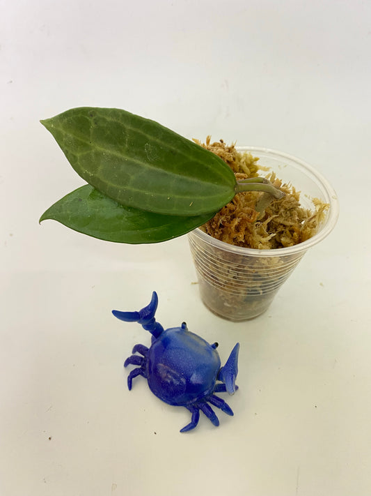 Hoya clandestina pink - has some roots