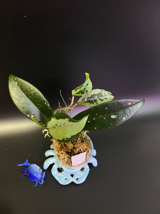 Hoya AH-074 silver clone- starting to root