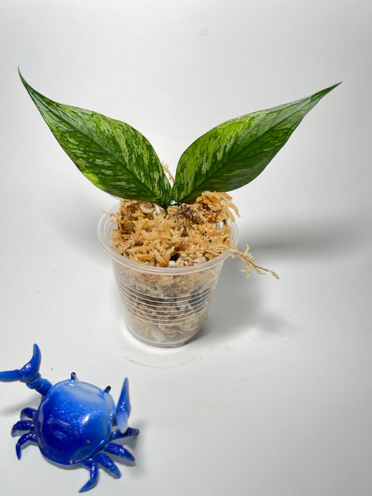 Hoya polyneura splash - Unrooted