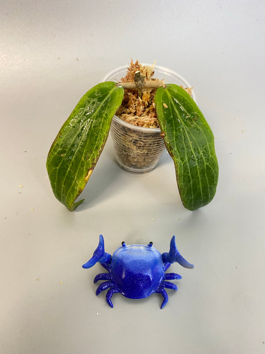 Hoya bordenii - unrooted