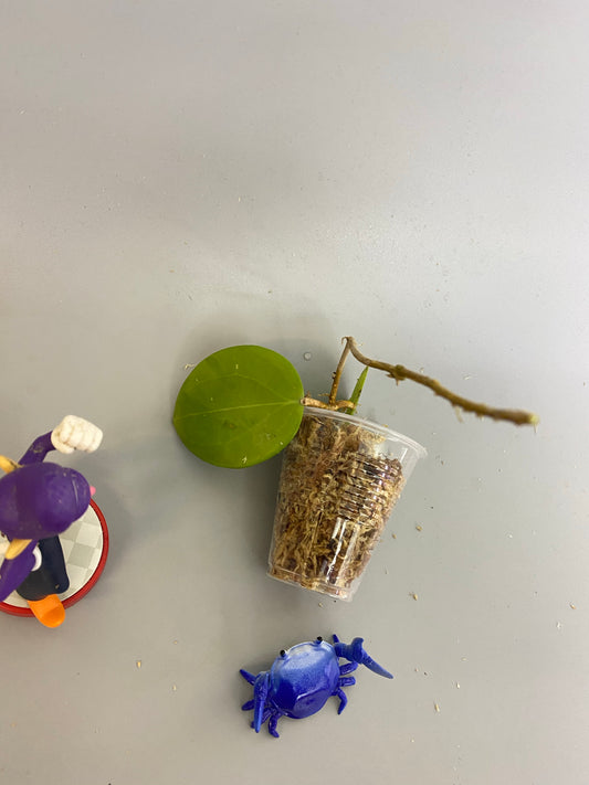 Hoya BP02 - unrooted