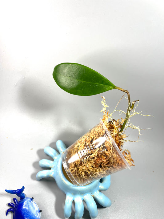 Hoya ‘hotlips’ - Unrooted