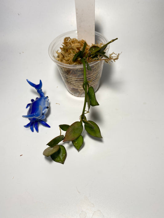 Hoya krohniana (eskimo) splash - has some roots