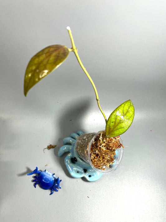 Hoya minahassae - Unrooted