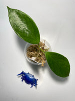 Hoya sp UT-038 Flores island - starting to root