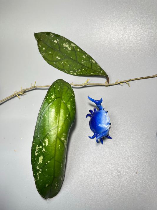 Hoya clemensorium - fresh cutting 1 node / 1 leaf - Unrooted