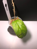 Hoya vitellinoides