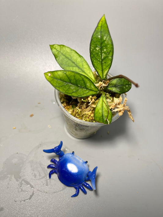 Hoya crassipetiolata splash - active growth