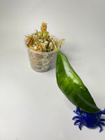 Hoya finlaysonii long leaf - has some roots