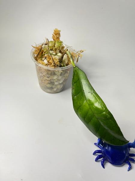 Hoya finlaysonii long leaf - has some roots