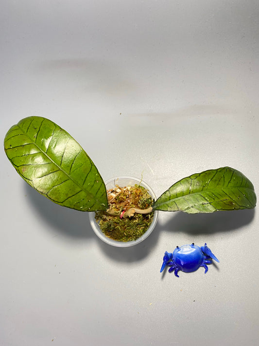 Hoya sp gunung gading - has roots