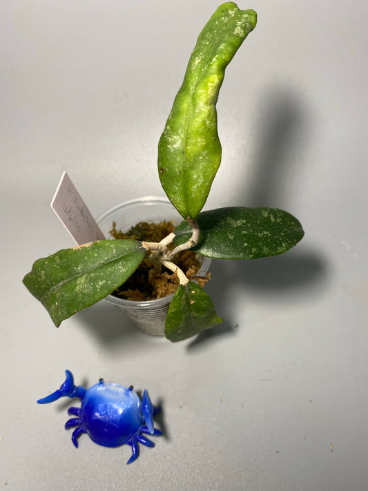 Free add-on Hoya padangensis / uncinata- has roots