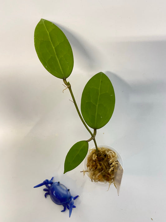 Hoya acuta pink - unrooted