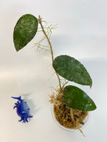 Hoya caudata Sumatra - has some roots