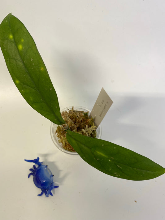 Hoya lobbii orange - has some roots