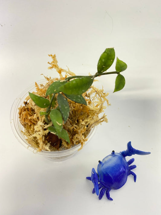 Hoya lacunosa perangin durian - unrooted