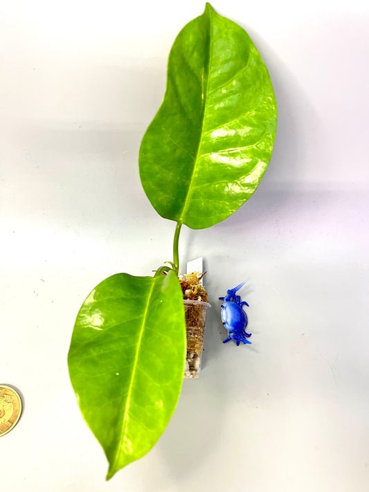 Hoya sp png sv 436 - fresh cut - Unrooted