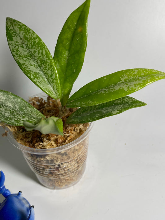 Hoya carnosa Wilbur graves NOID China - Unrooted