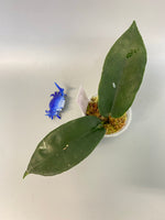 Hoya kaimuki - active growth, (H macgillivrayi X H archboldiana) Big Flowers