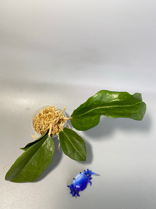 Hoya surigaoensis - unrooted