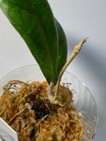 Hoya cv larisa - new growth forming