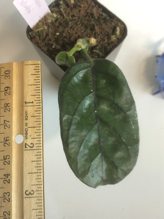 Hoya villosa