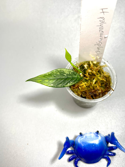 Hoya polyneura splash - has some roots