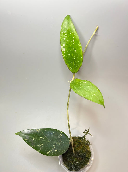 Hoya LP4 - EPC 376 - has some roots