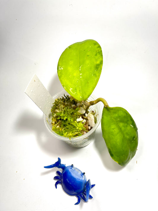 Hoya mindanao - ut-247 - Unrooted