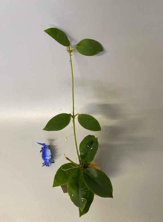 Reserved for Stachelle - Hoya patricia - Darwinii x Elliptica - has some roots